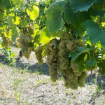 Brandolini Pietro - uve a bacca bianca Oltrepò Pavese