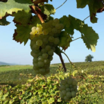 riesling-italico-grappolo-brandolini-pietro